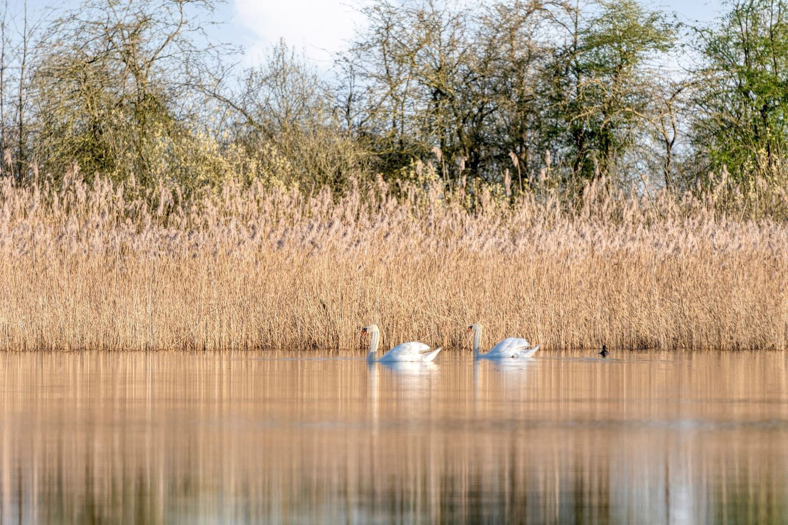 Holtien 11, Dwingeloo foto-62