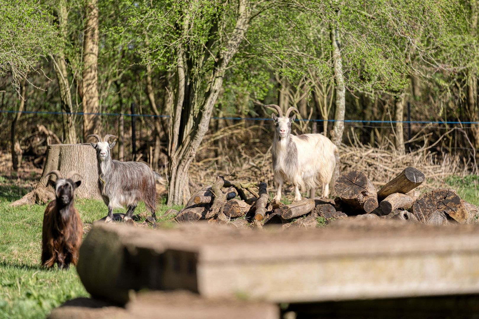 Holtien 11, Dwingeloo foto-56