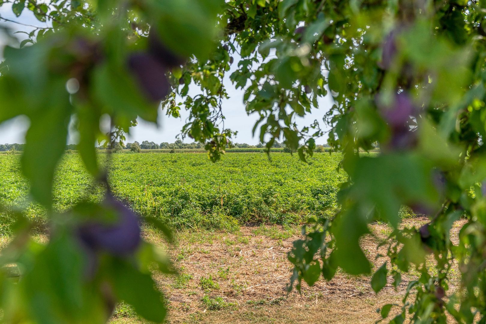 Heirweg 12, Garminge foto-51
