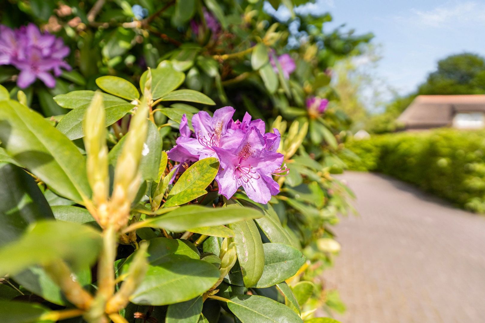 Westeinde 170, Nieuwleusen foto-6