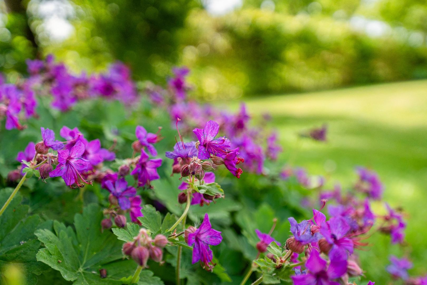 Westeinde 170, Nieuwleusen foto-49