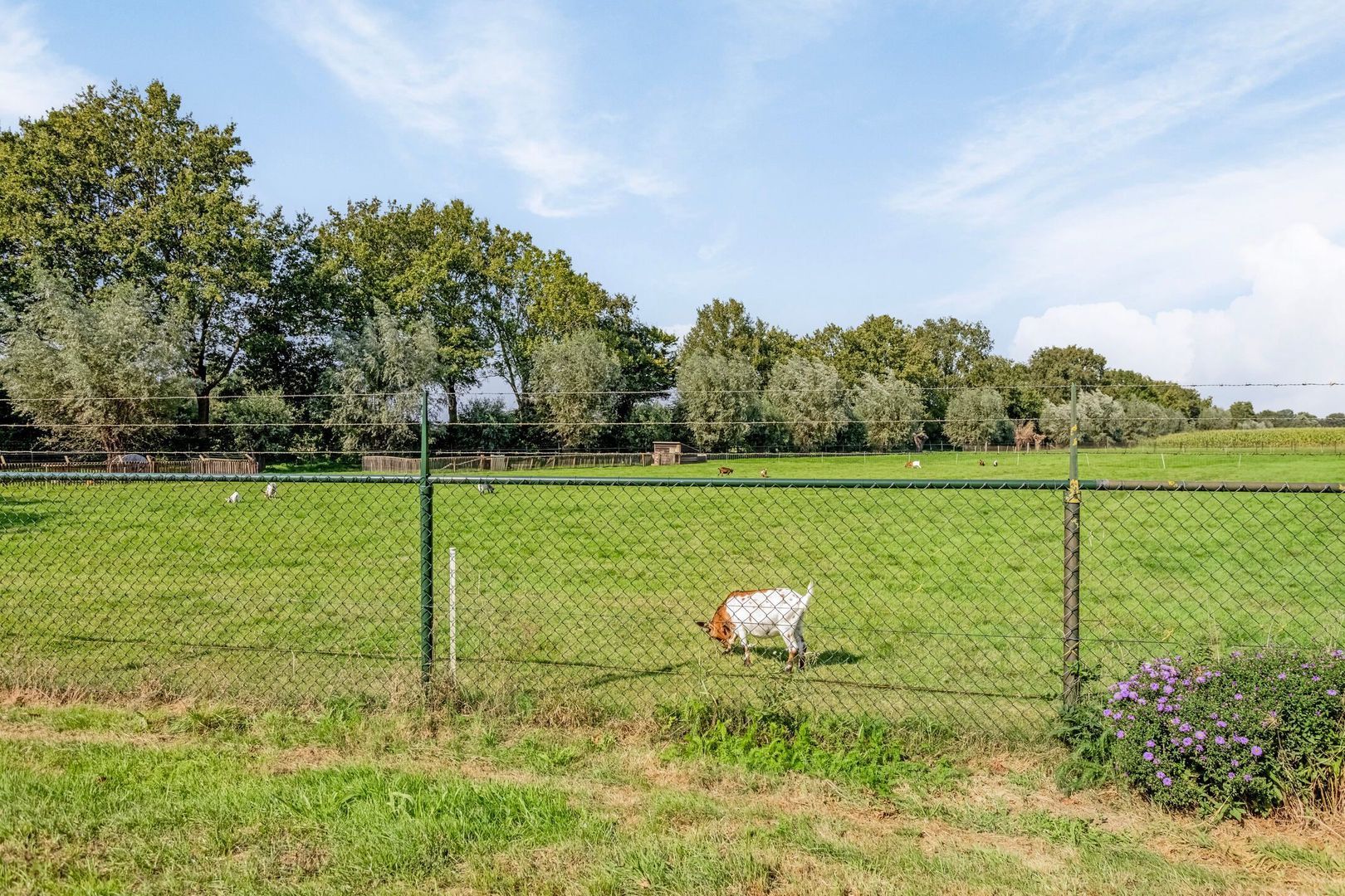 Schouwstraat 3, Uden foto-69