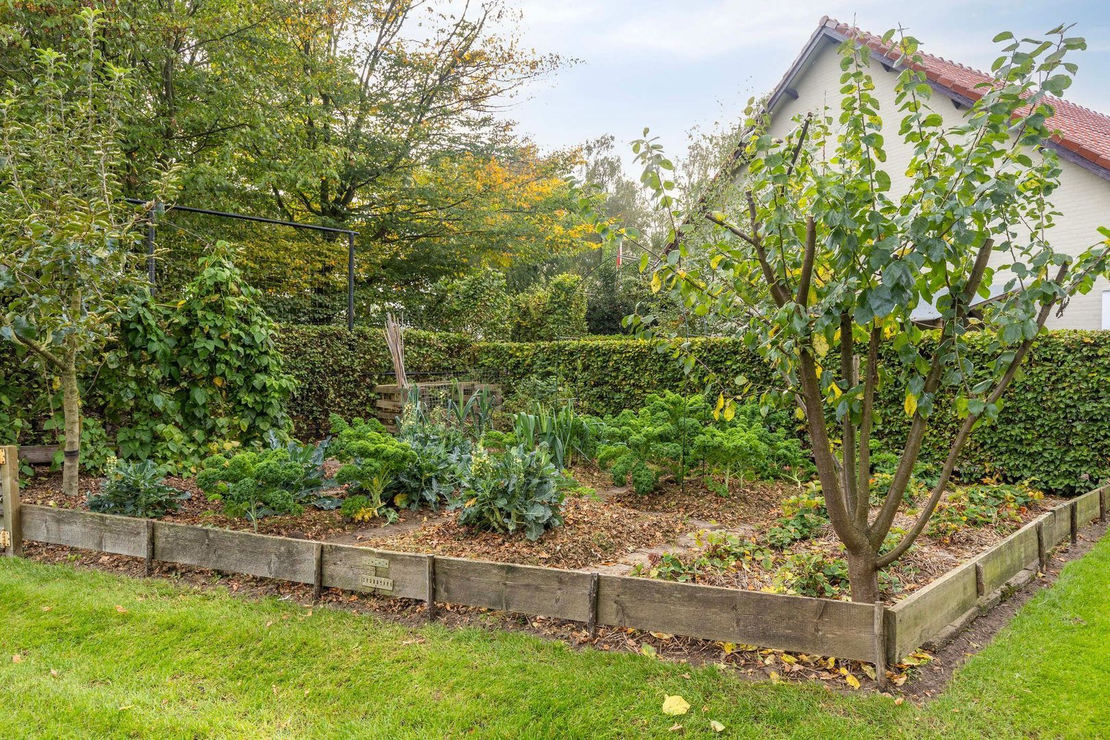 Elzen 4, Boekel foto-64