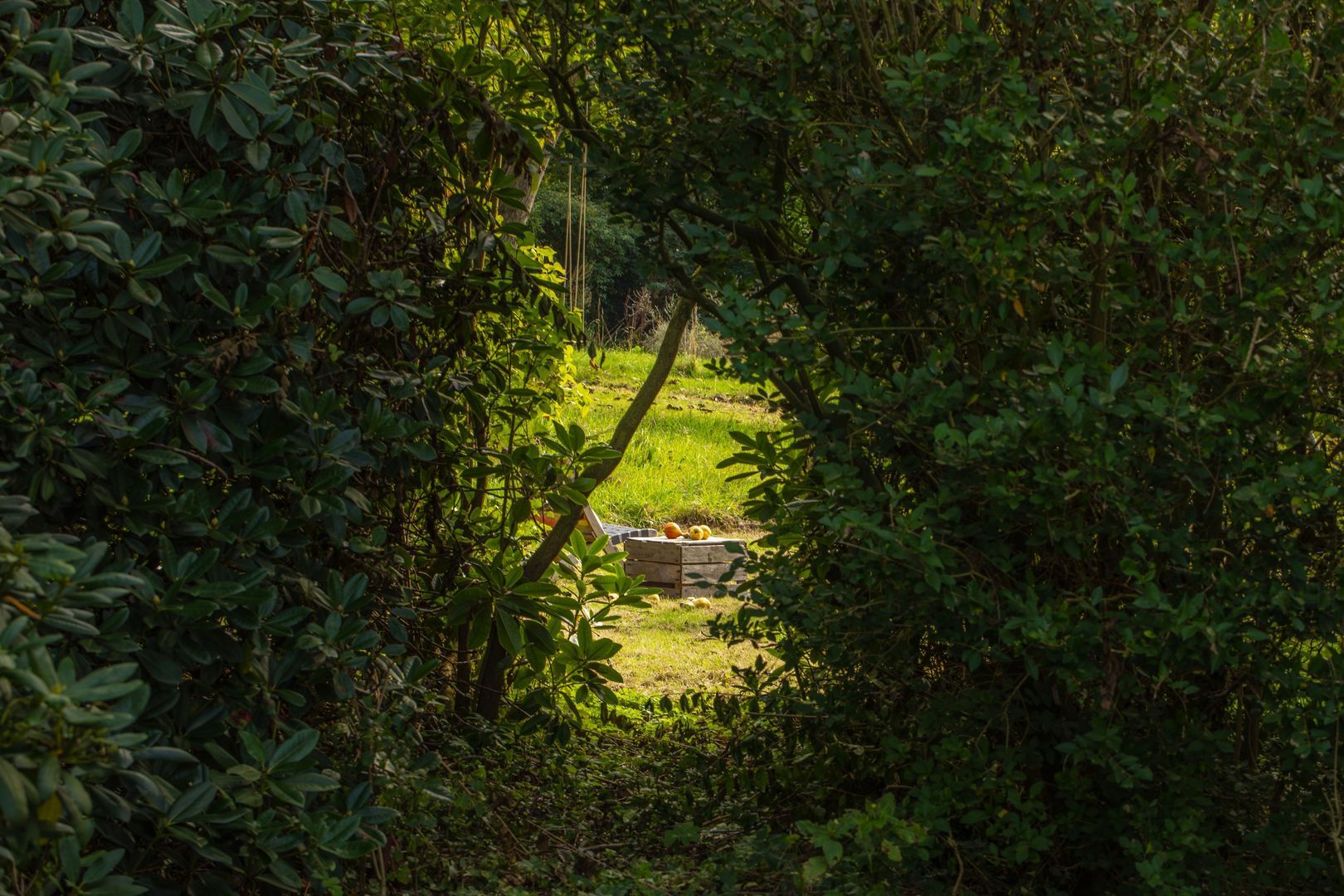 Veerweg 2, Oosterbeek foto-52