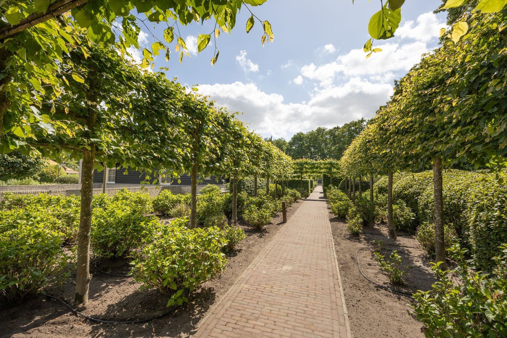 Zoeksestraat 19, Schijf foto-57