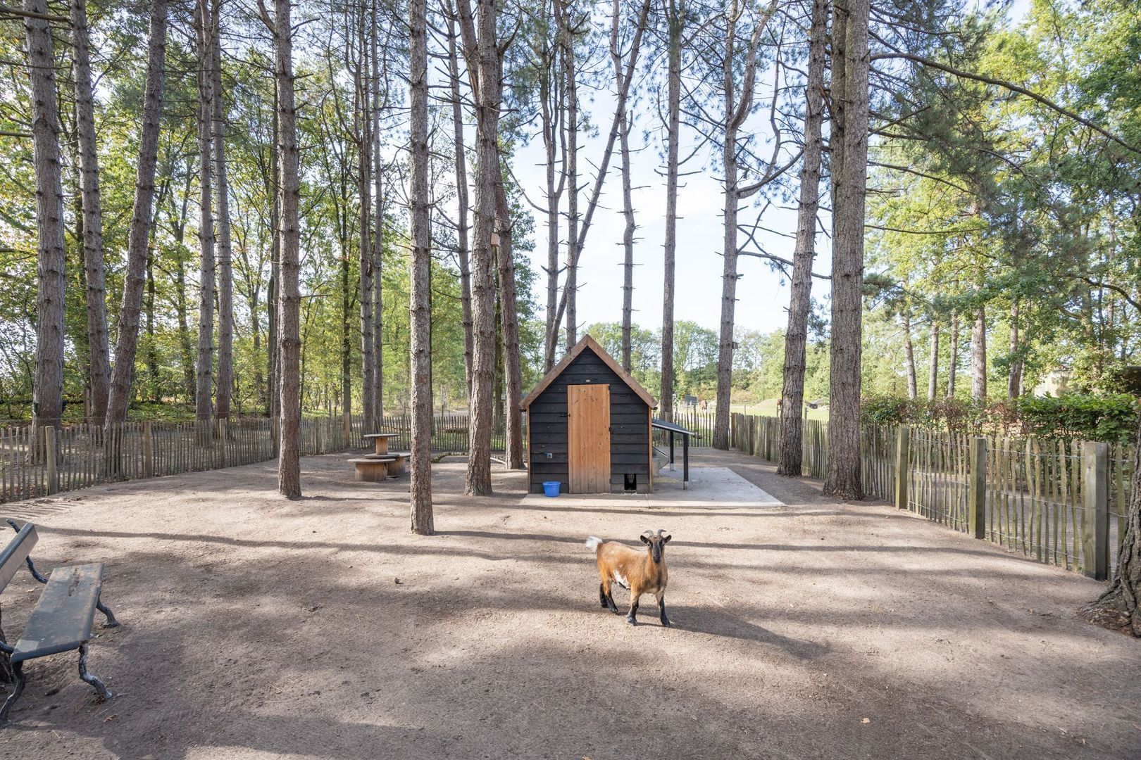 Hogestraat 3, Bosschenhoofd foto-73