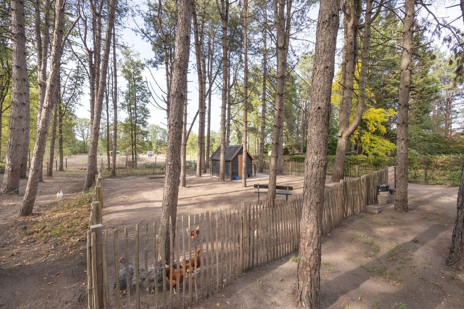 Hogestraat 3, Bosschenhoofd foto-74