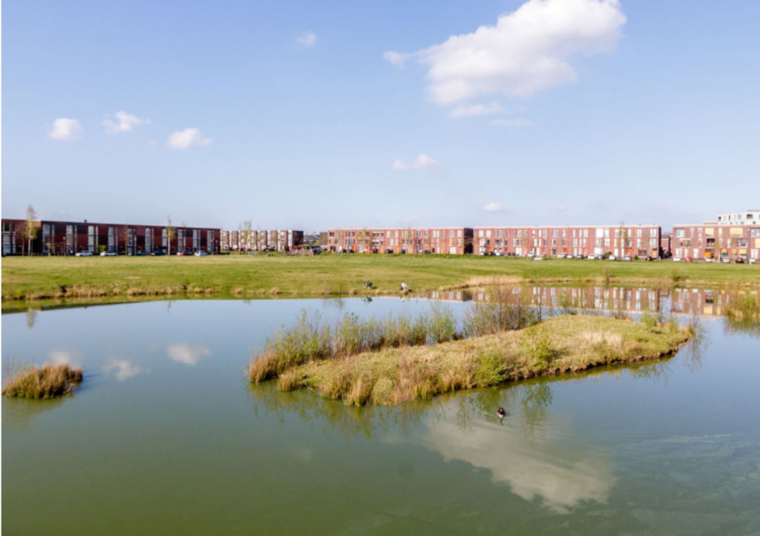 Grasplant, Eindhoven foto-23 blur