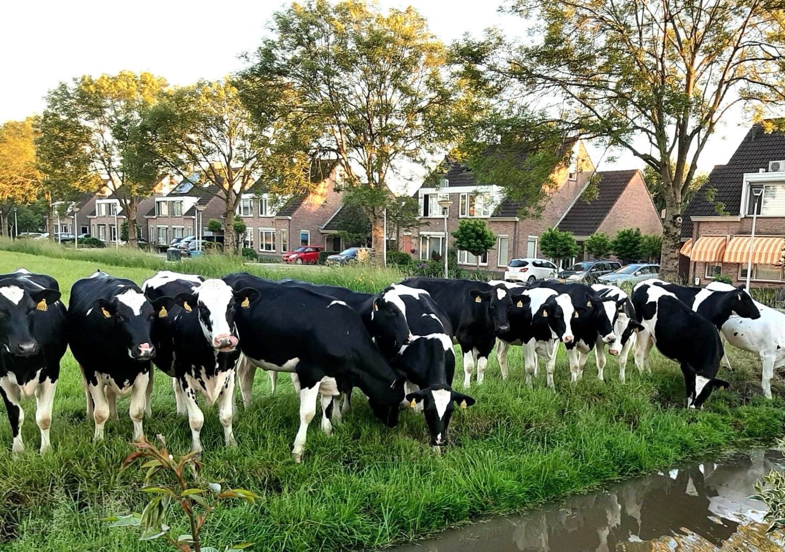 Rosa Spierstraat 4, Pijnacker foto-33 blur