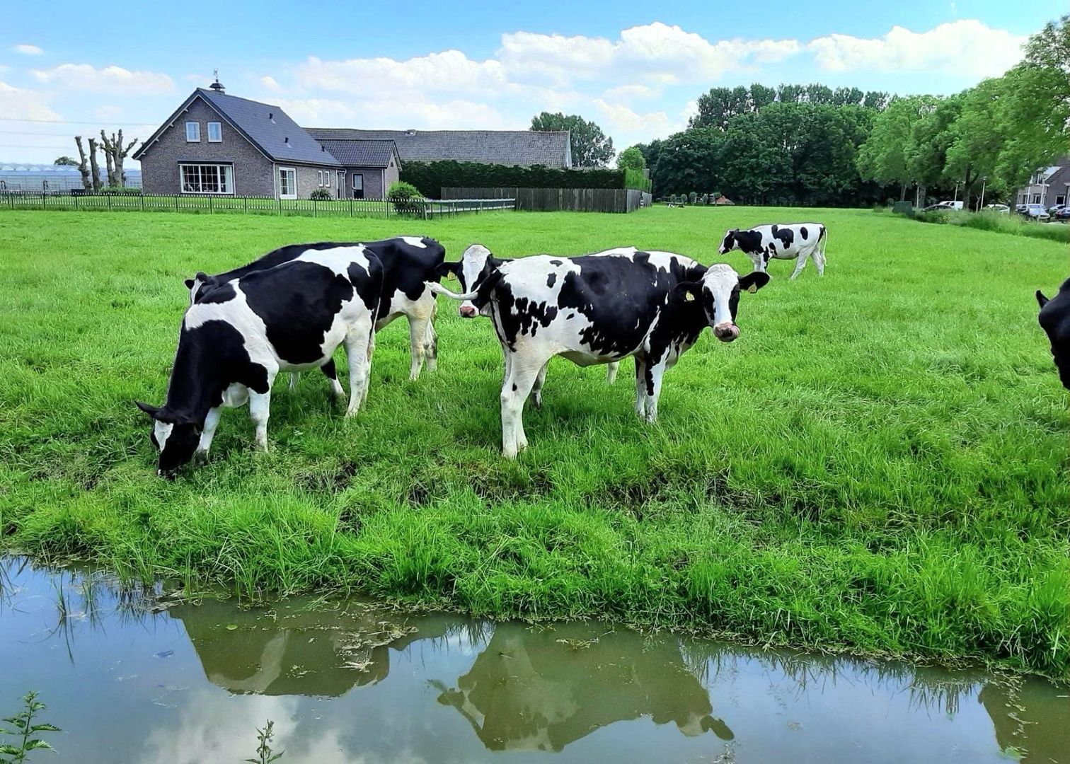 Rosa Spierstraat 4, Pijnacker foto-3 blur