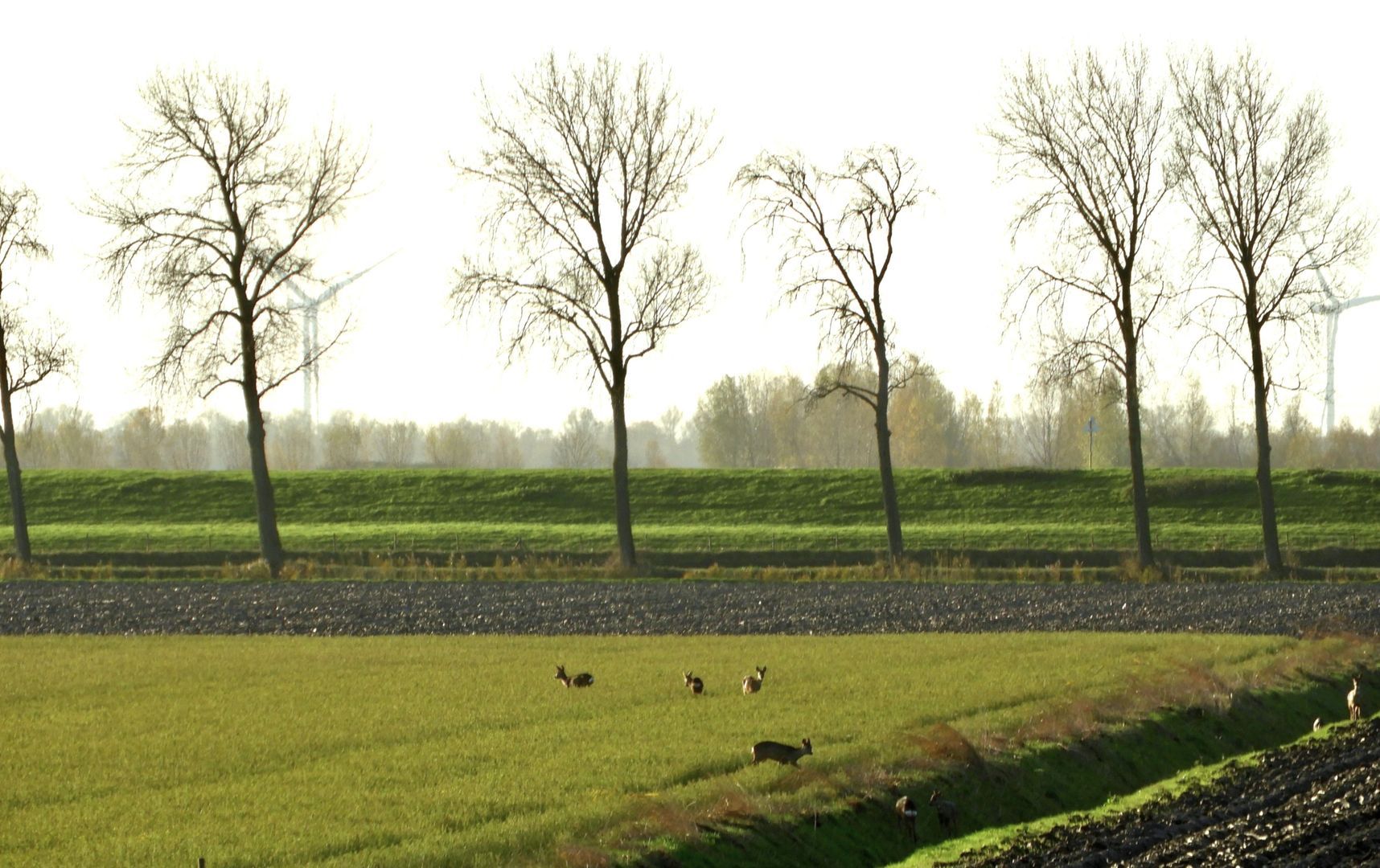 Molendijk 113, Zuid-Beijerland foto-49 blur