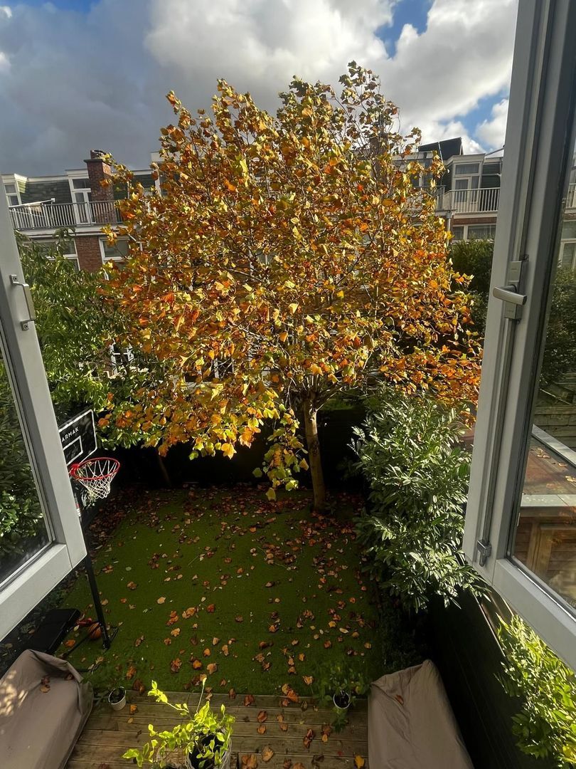 Ten Hovestraat 62, Den Haag foto-117 blur