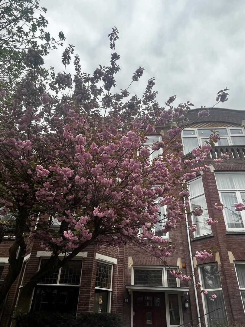 Ten Hovestraat 62, Den Haag foto-113 blur