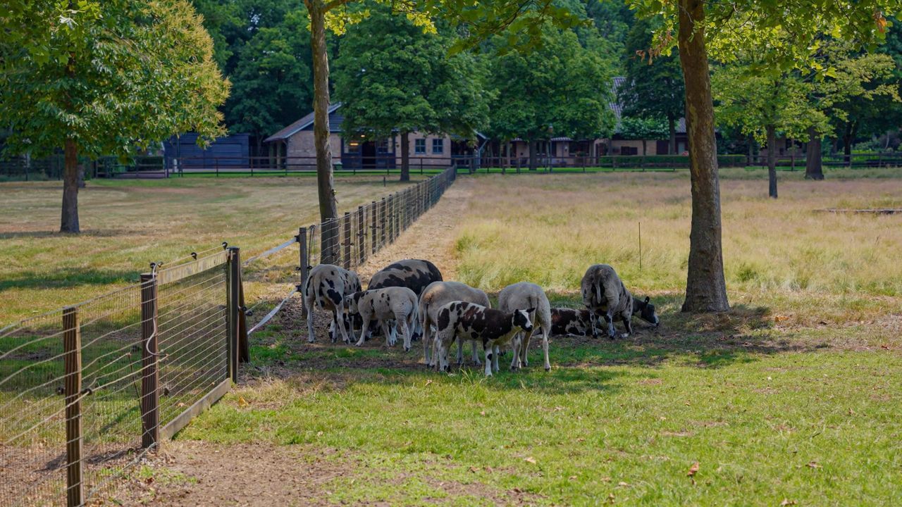 Pepereind 20 image thumbs 1