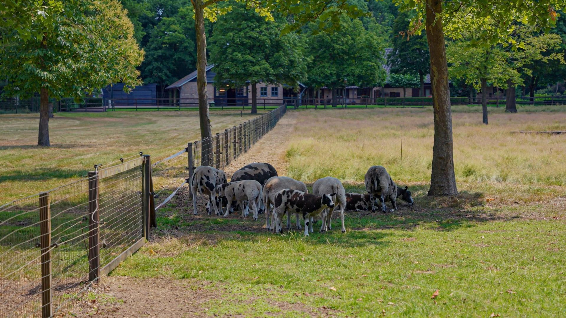 Pepereind 20 image 1