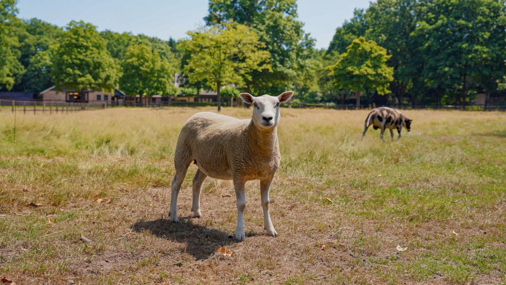 Pepereind 20 image 1