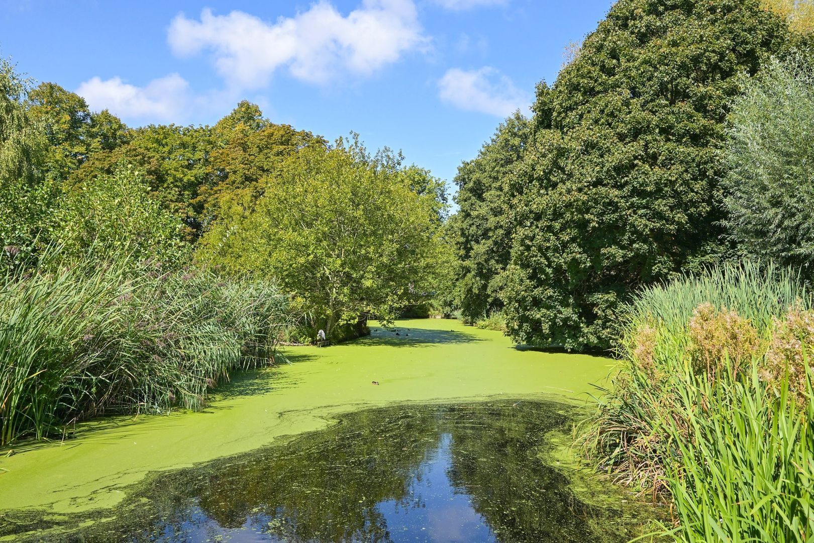 Parelmoerhorst 302, Den Haag foto-27 blur