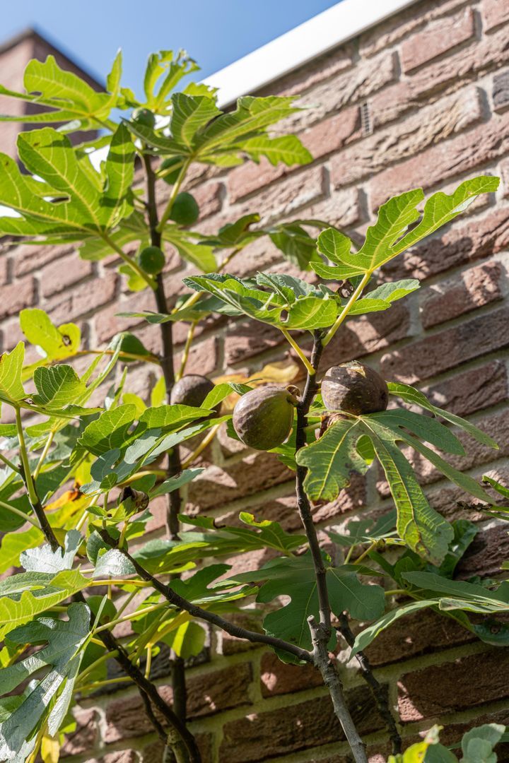 Limfalaan 7, Baarle-Nassau foto-51