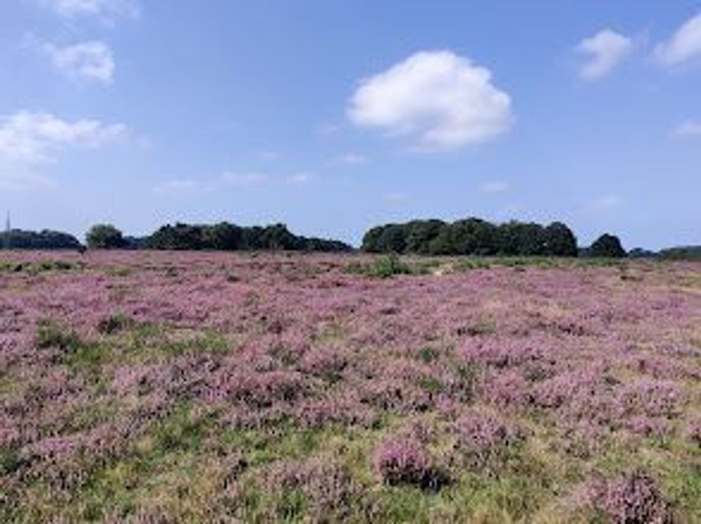 Leeuweriklaan 55, Bussum foto-20 blur