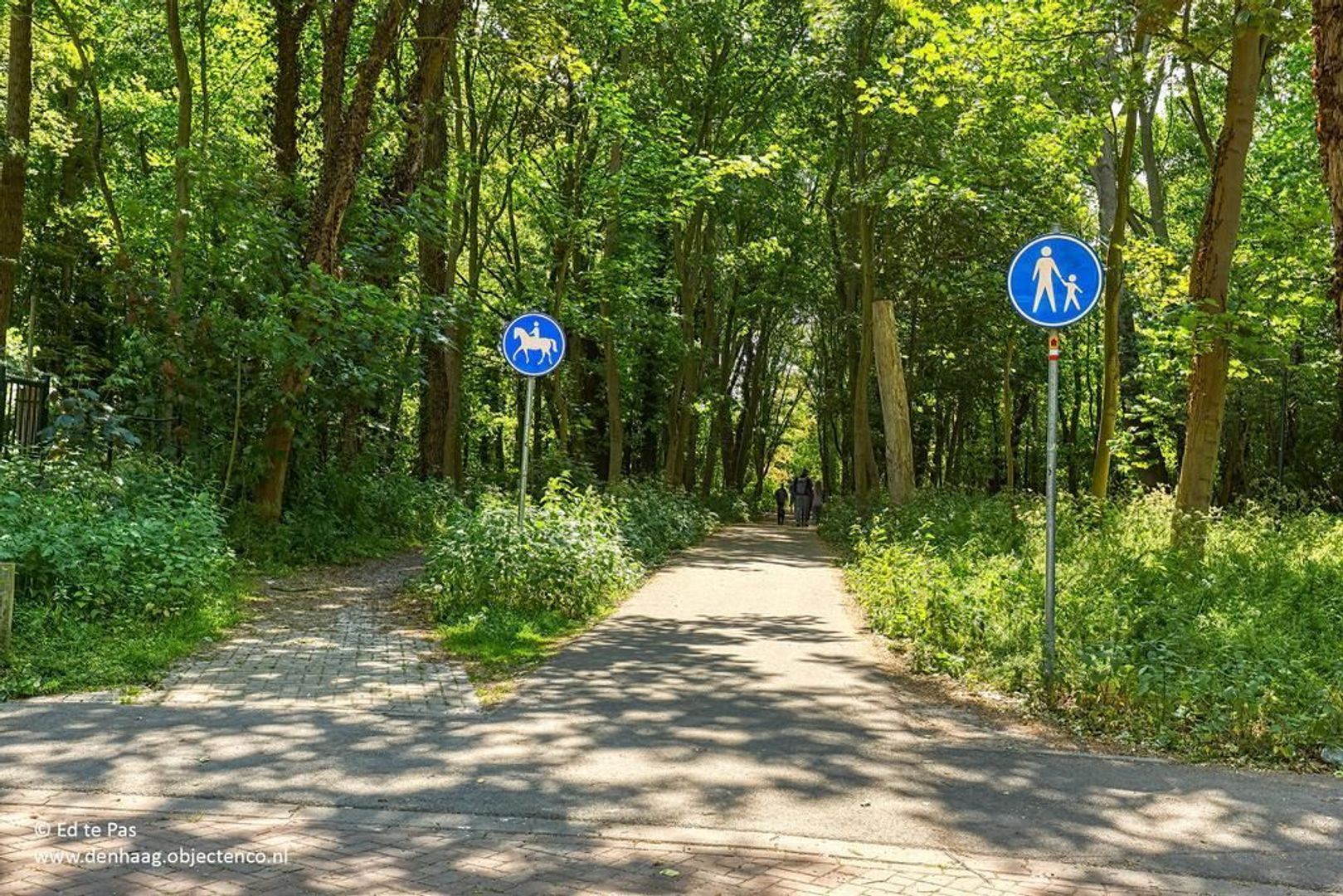 Wijndaelerweg, Den Haag foto-31 blur