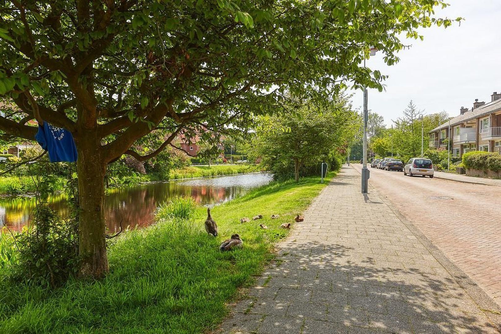 Oude Buizerdlaan, Den Haag foto-34 blur