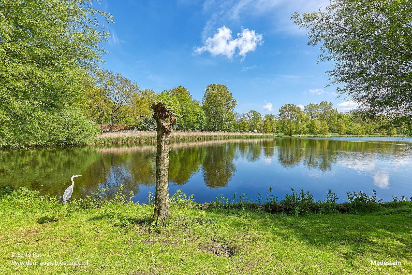 Markgraaflaan 184, Den Haag foto-48 blur