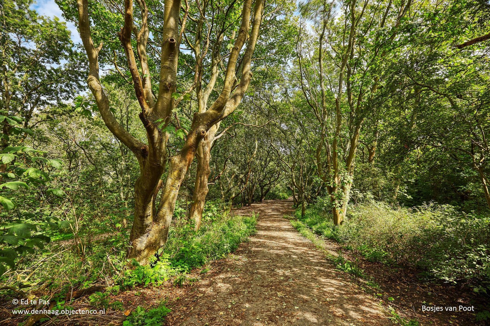 Valkenboskade 631, Den Haag foto-40 blur