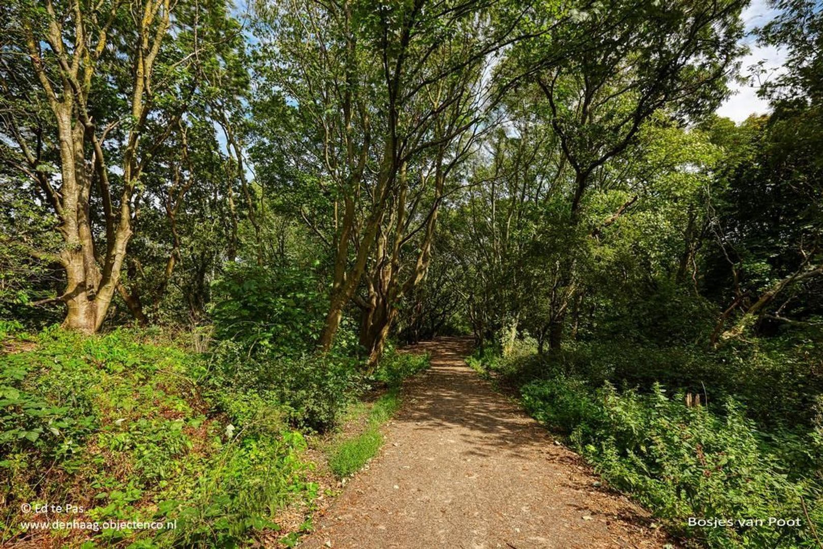 Goereesestraat 94, Den Haag foto-30 blur