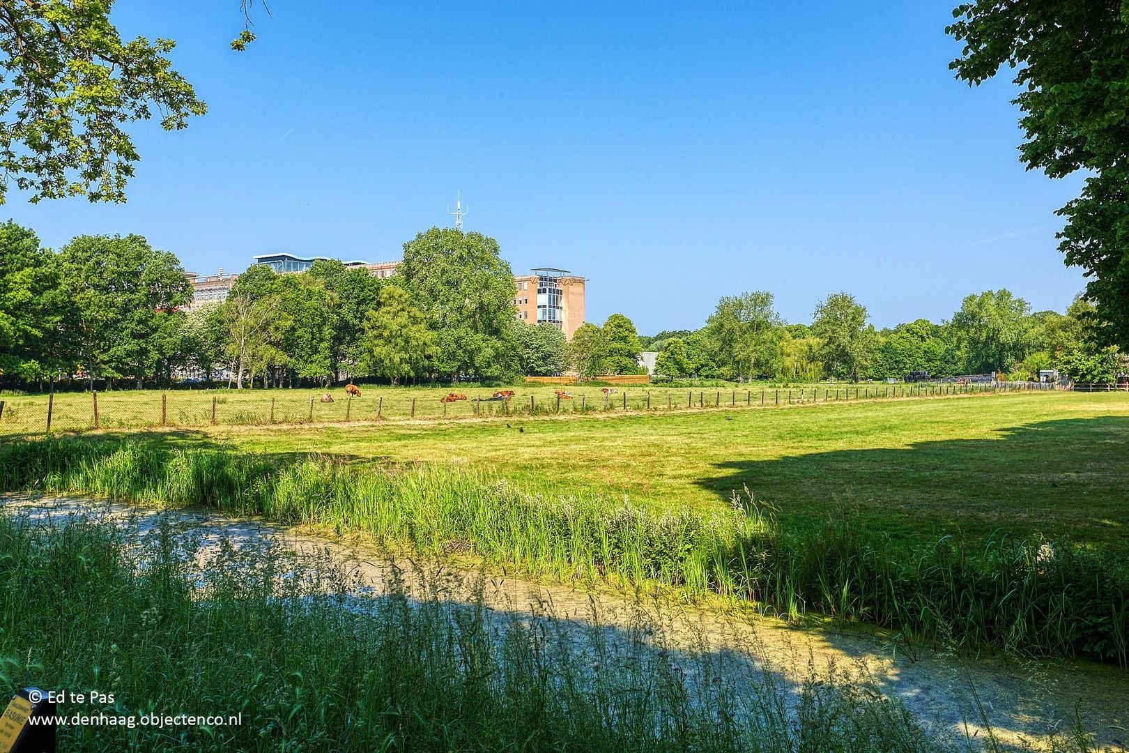 Pieter Meinersstraat 46, Den Haag foto-34 blur
