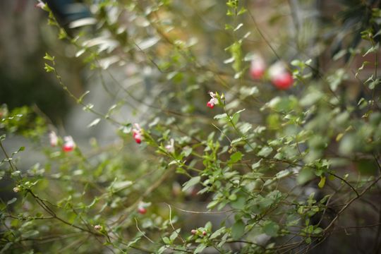 Ranonkelkade 6 A, Amsterdam foto-23 thumb