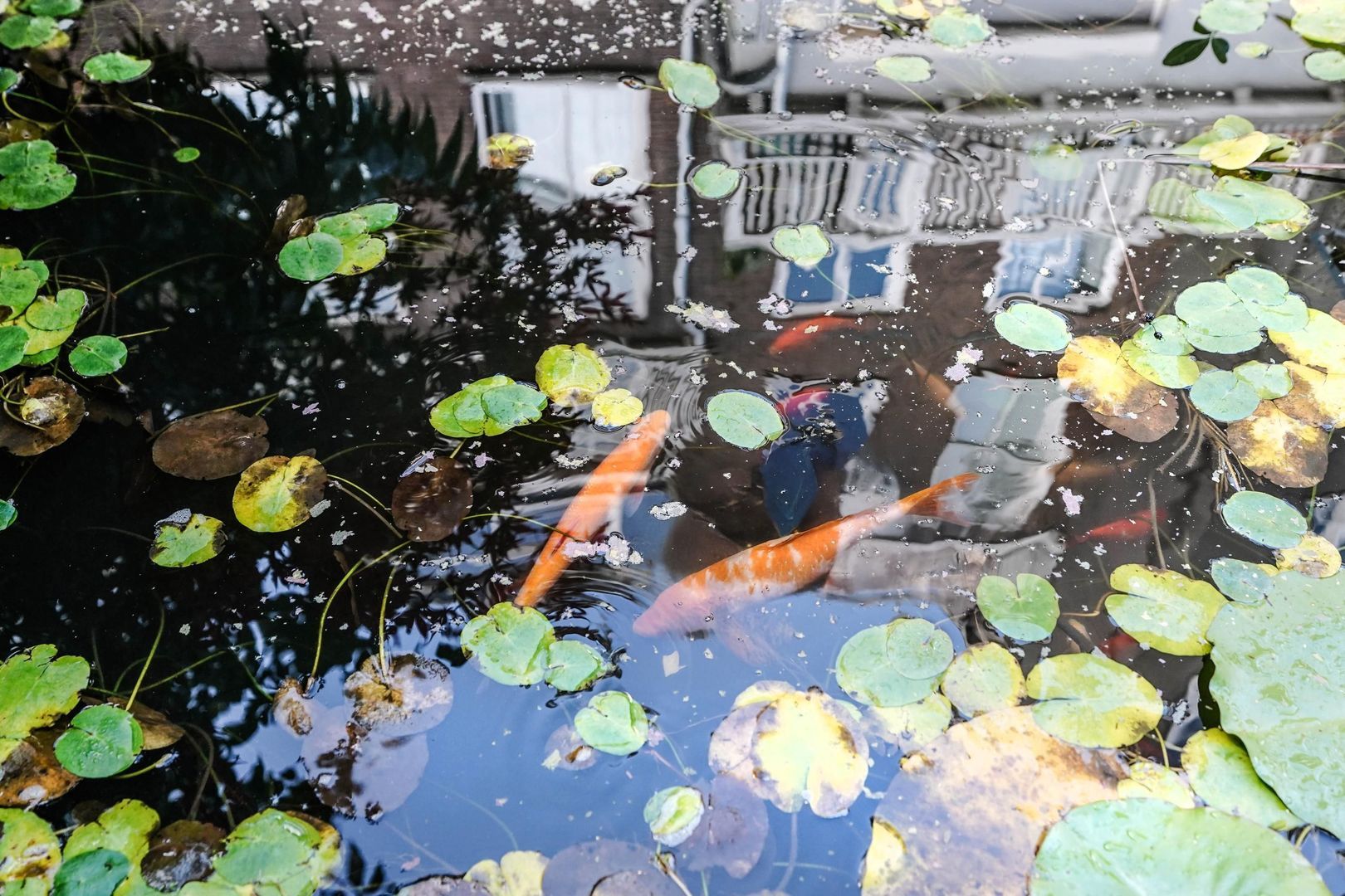 Raamweg 14, Den Haag foto-42