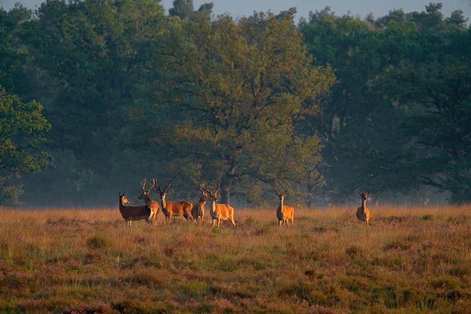 Heersweg 2, Harskamp foto-36