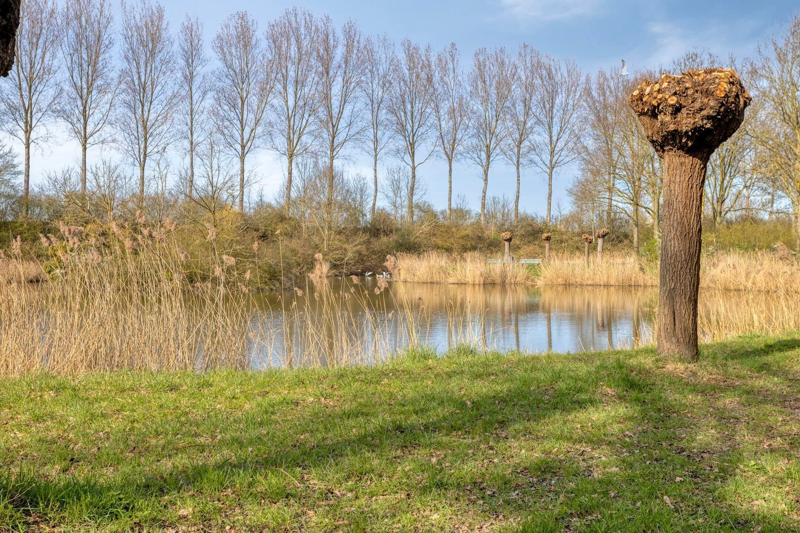 Golda Meirstraat 52, Goes foto-53