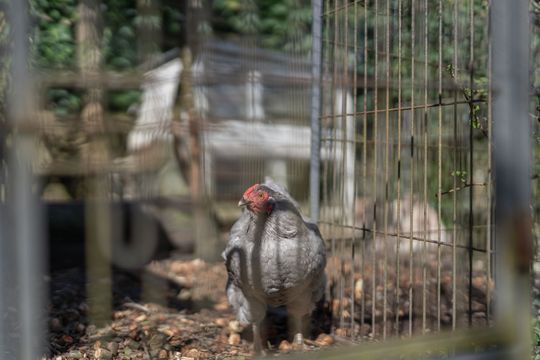 Ruiter 8, Enkhuizen foto-6