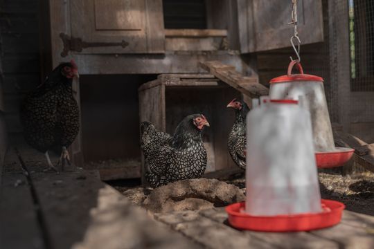 Ruiter 3, Enkhuizen foto-6