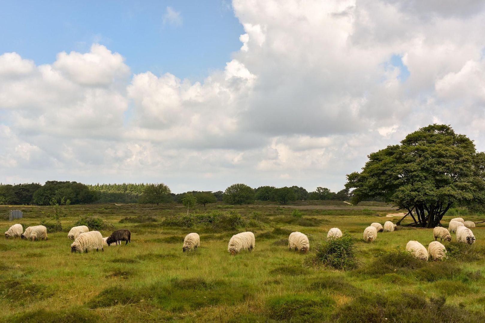 Scheimel 0 ong, Blaricum foto-25