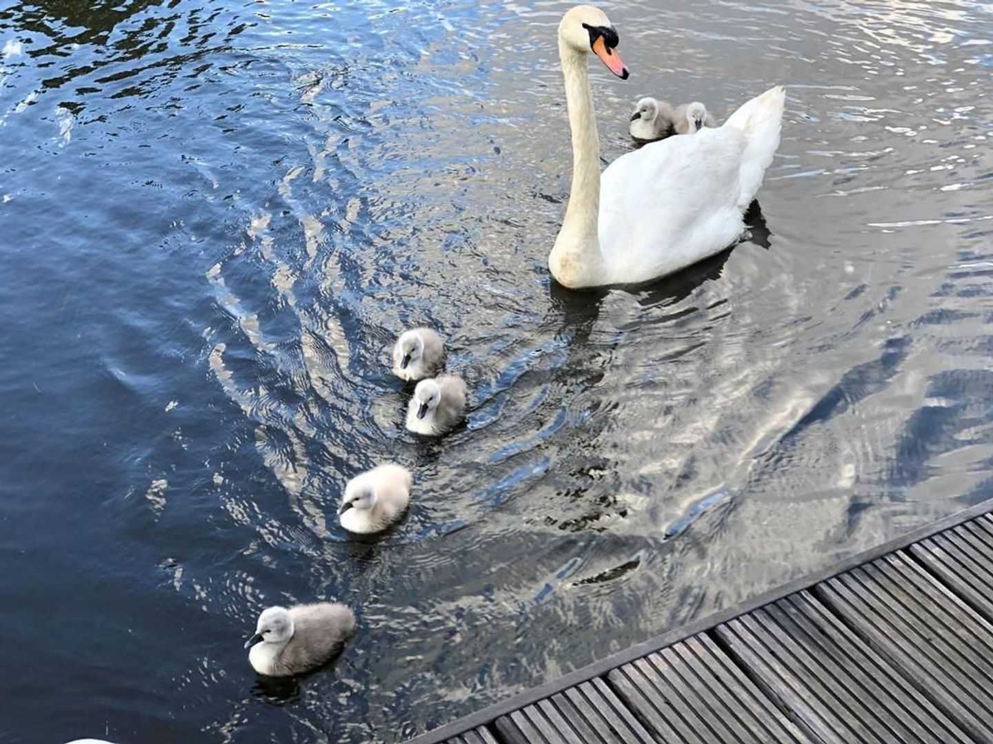Landsmeerderdijk 62, Amsterdam foto-14