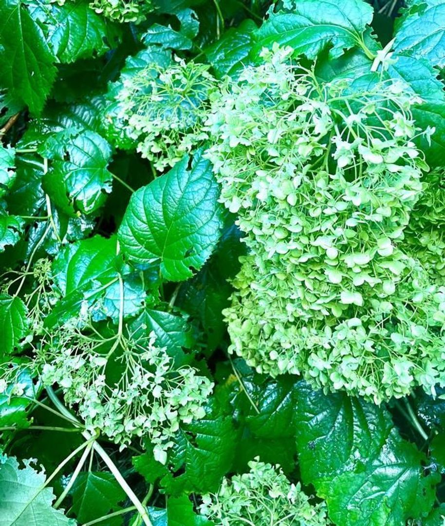 Aurikelstraat 84, Amsterdam foto-11