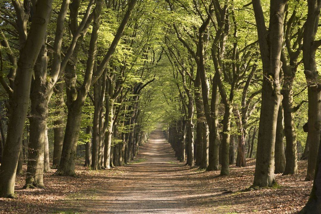 Hof 7, Amerongen foto-59