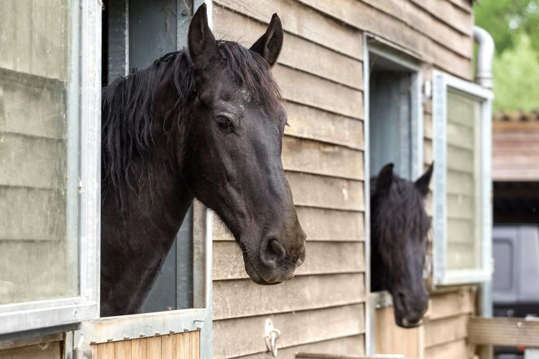 Suorein 6, Grou foto-1