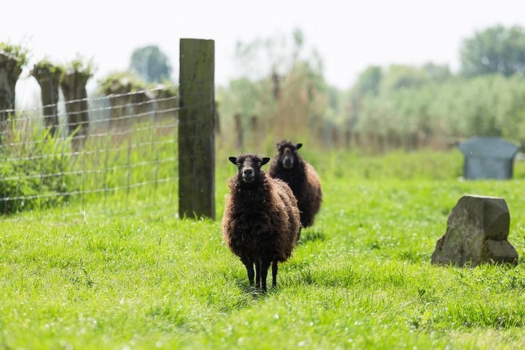 Suorein 6, Grou foto-41