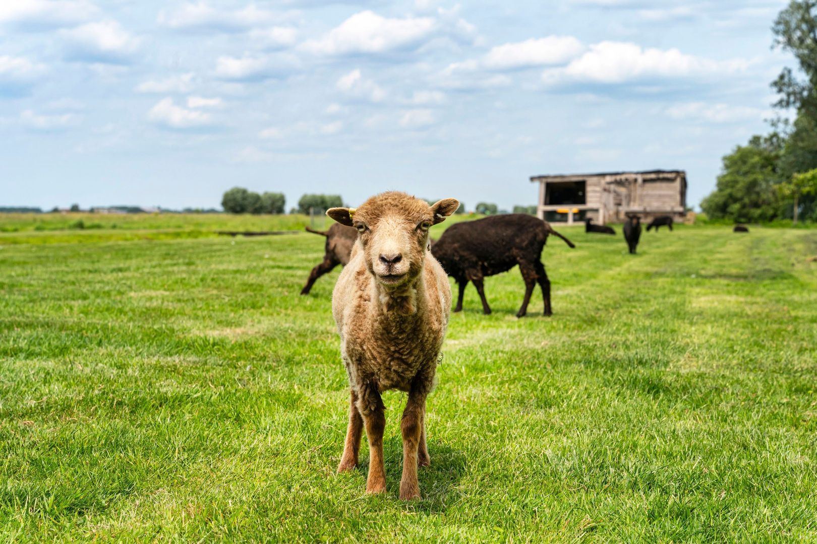 Opperduit 146, Lekkerkerk foto-2