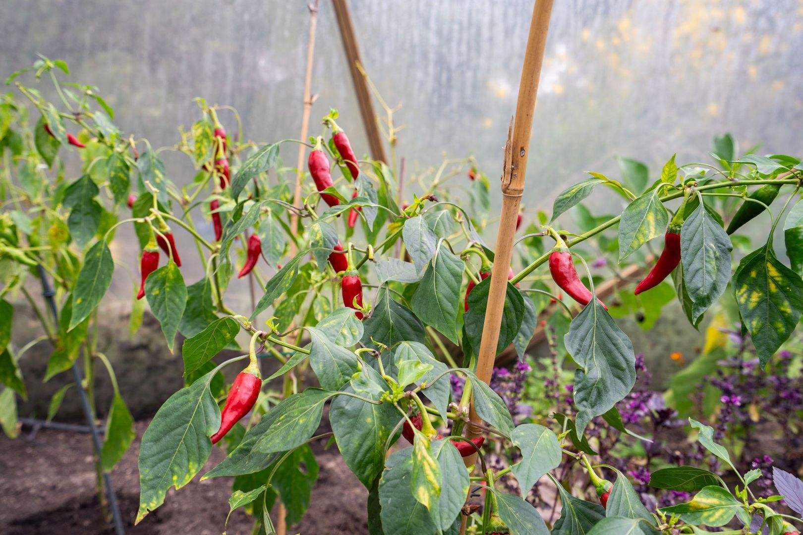 Berghuizen 40, Maasbommel foto-51