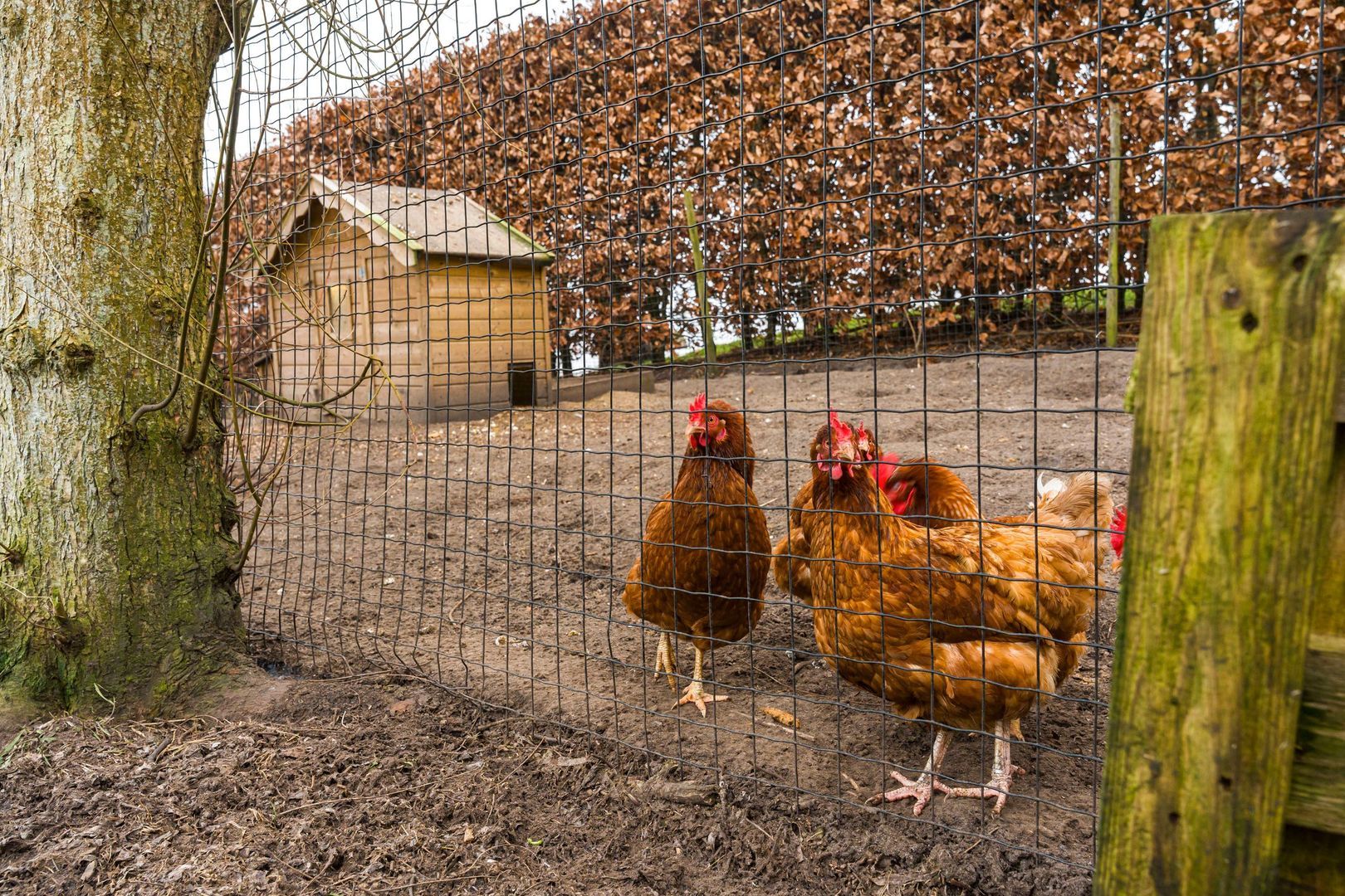 Veendijk 5, Nijetrijne foto-44