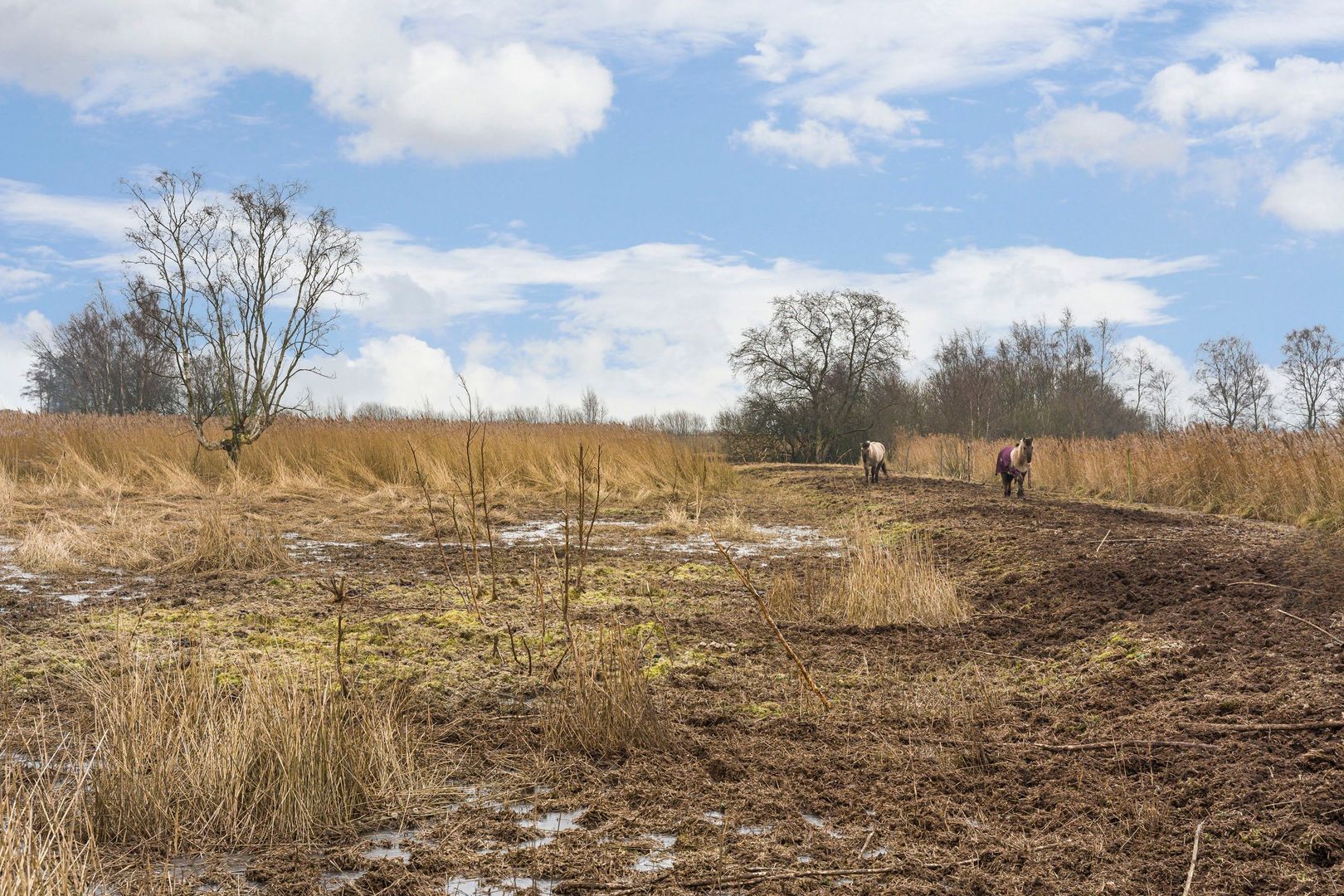 Veendijk 5, Nijetrijne foto-58