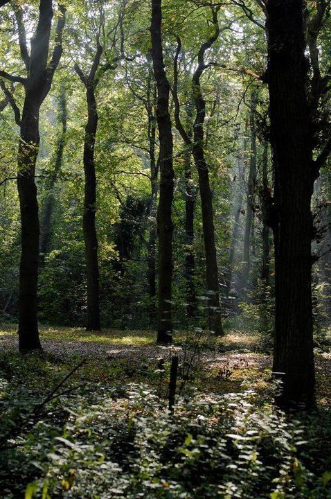 Zwartelaan 1, Oostvoorne foto-24