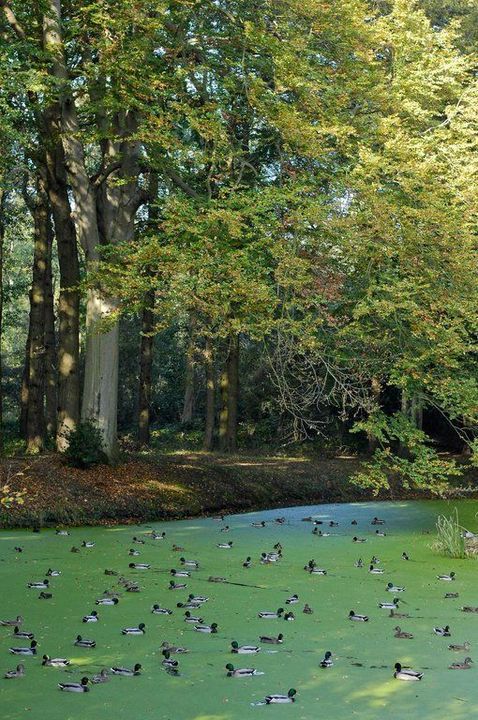 Zwartelaan 1, Oostvoorne foto-25