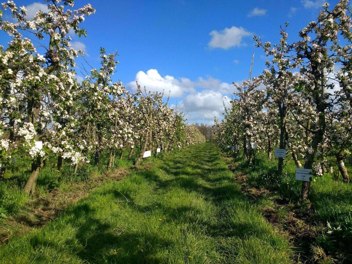 Kanaalstraat 208, Lisse foto-41