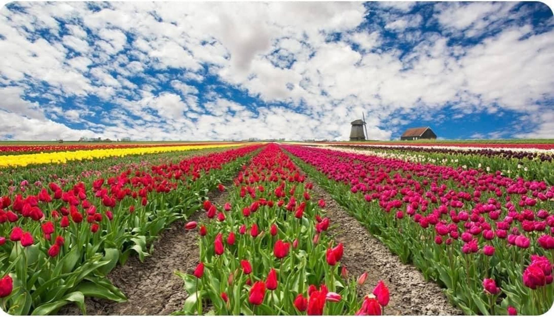 Duinschooten 12 112, Noordwijkerhout foto-35