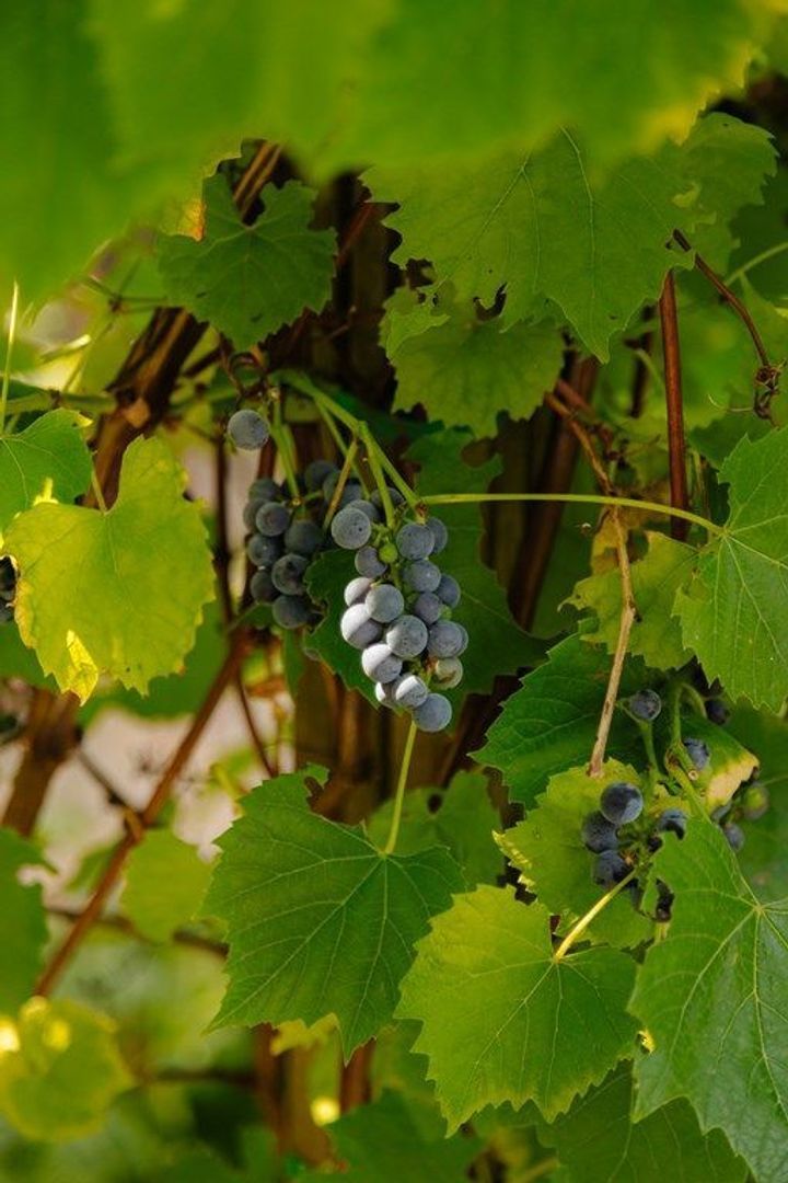 Groot Hertoginnelaan 101, Den Haag foto-27